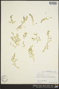 Selaginella apoda image