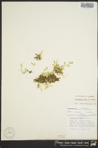 Selaginella apoda image