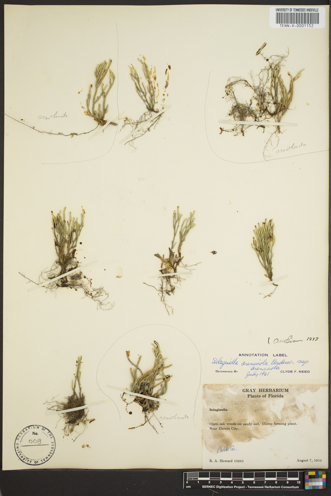Selaginella arenicola subsp. arenicola image