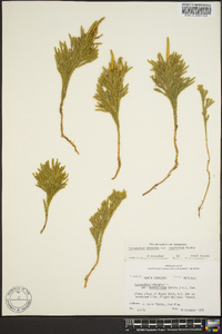 Dendrolycopodium hickeyi image