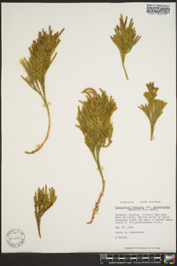 Dendrolycopodium dendroideum image