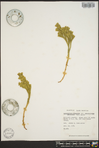 Dendrolycopodium dendroideum image