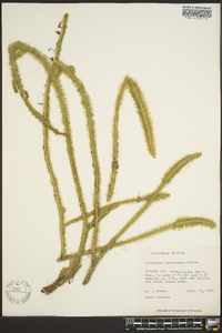 Lycopodium prostratum image