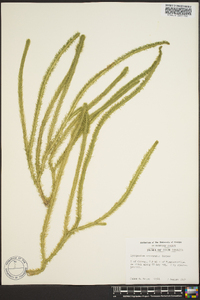 Lycopodium prostratum image