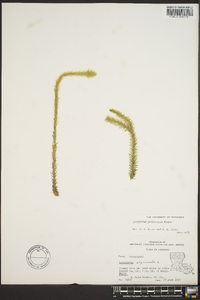 Lycopodium prostratum image