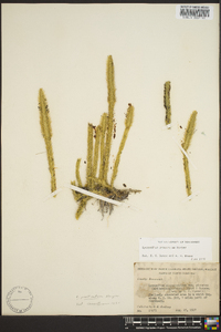 Lycopodium prostratum image