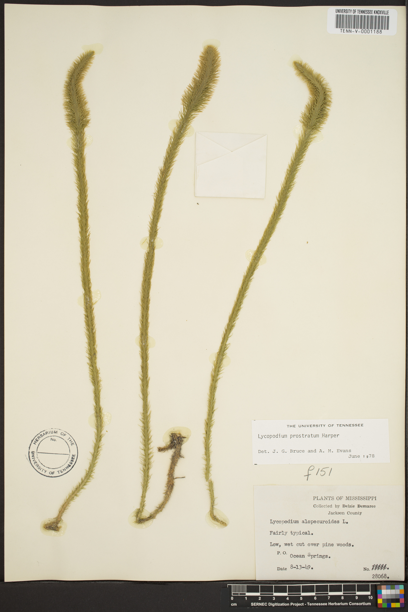 Lycopodium prostratum image