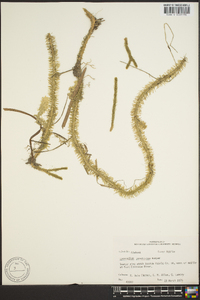 Lycopodium prostratum image