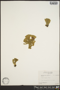 Lycopodium selago image