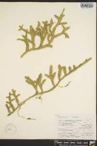 Lycopodium selago image