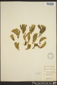 Lycopodium selago image