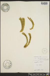 Lycopodium selago image