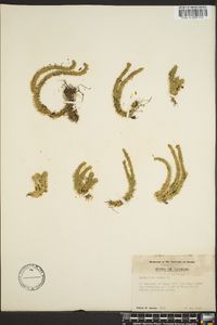 Lycopodium selago image