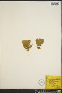 Lycopodium selago image