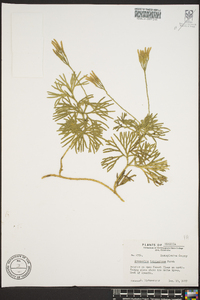 Diphasiastrum tristachyum image