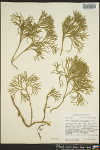 Diphasiastrum tristachyum image