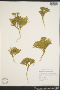 Diphasiastrum tristachyum image