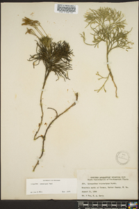 Diphasiastrum tristachyum image