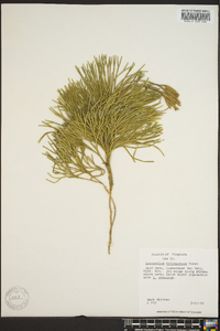 Diphasiastrum tristachyum image