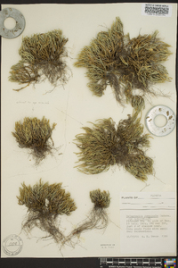 Selaginella arenicola subsp. acanthonota image