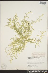 Selaginella ludoviciana image