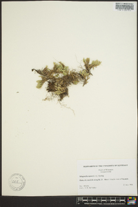 Selaginella rupestris image