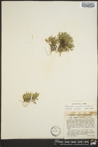 Selaginella rupestris image