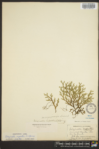 Selaginella rupestris image