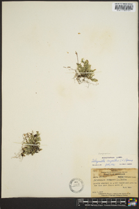 Selaginella rupestris image