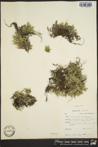 Selaginella rupestris image