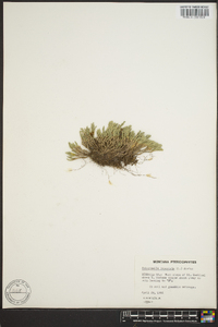 Selaginella rupestris image