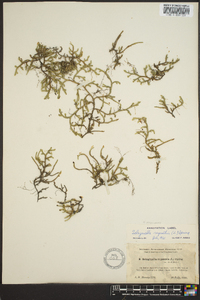 Selaginella rupestris image