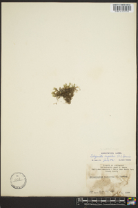 Selaginella rupestris image