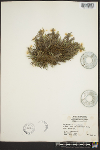 Selaginella rupestris image