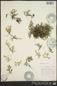 Selaginella rupestris image