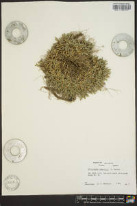 Selaginella rupestris image