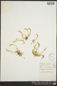 Selaginella selaginoides image