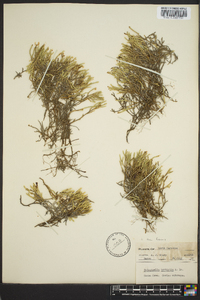 Selaginella tortipila image