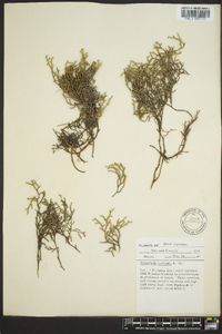 Selaginella tortipila image