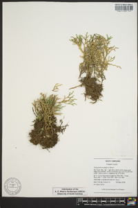 Selaginella tortipila image