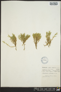 Selaginella tortipila image