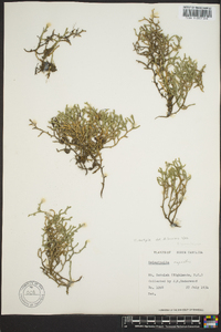 Selaginella tortipila image