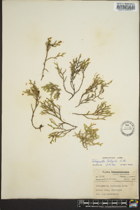 Selaginella tortipila image