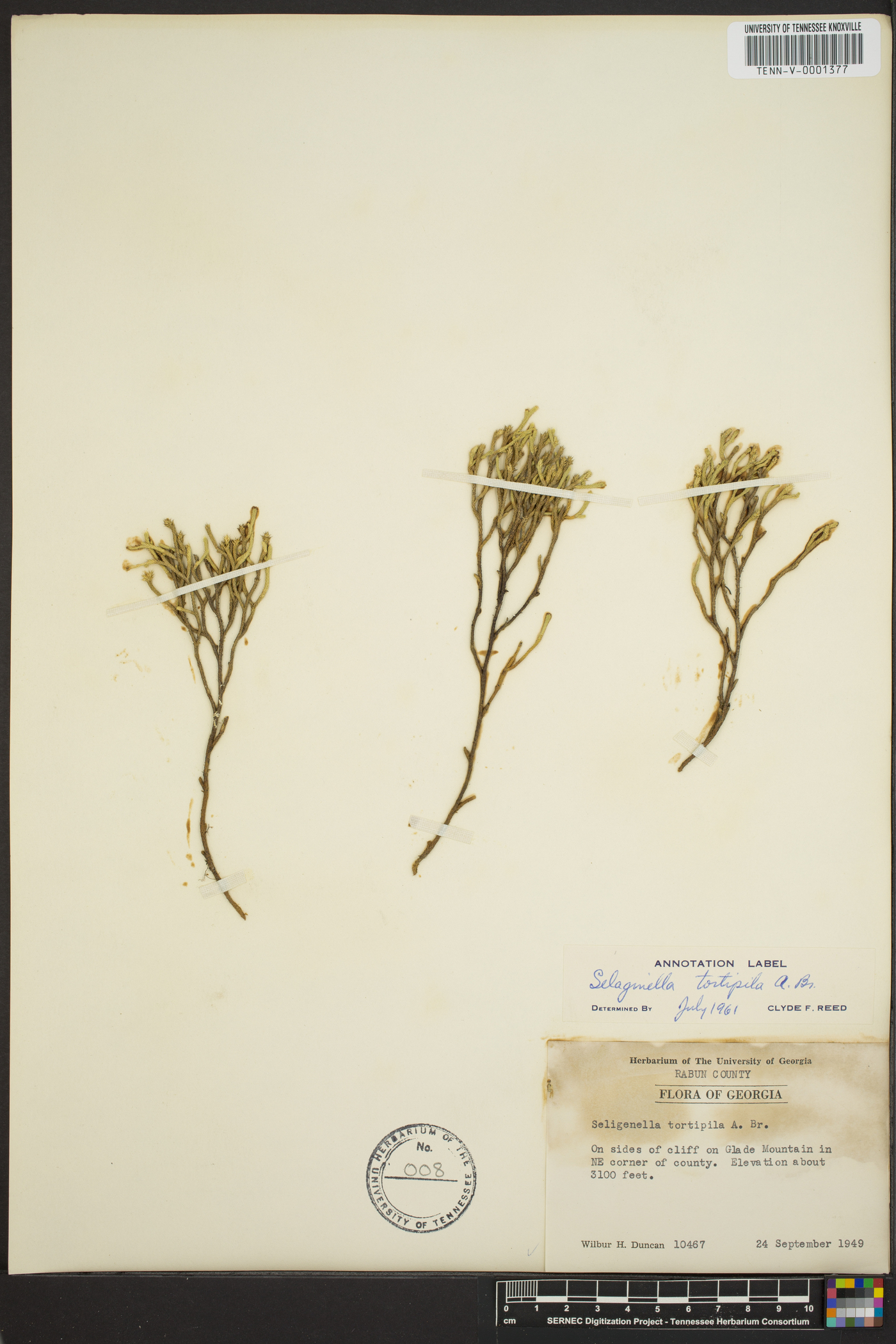 Selaginella tortipila image