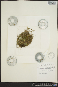 Selaginella wallacei image