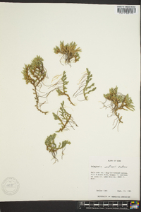 Selaginella watsonii image