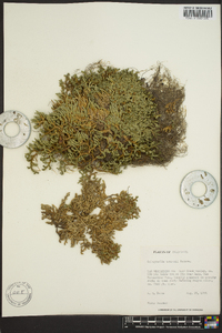 Selaginella watsonii image