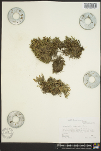 Selaginella watsonii image