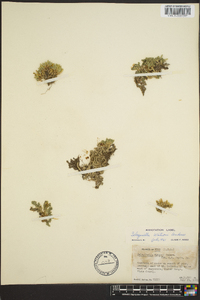 Selaginella watsonii image