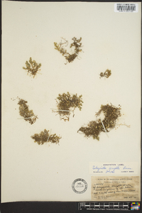 Selaginella wrightii image